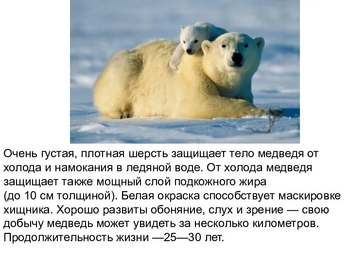 Очень густая, плотная шерсть защищает тело медведя от холода и намокания в ледяной