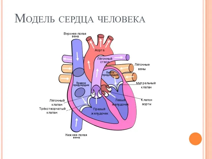 Модель сердца человека