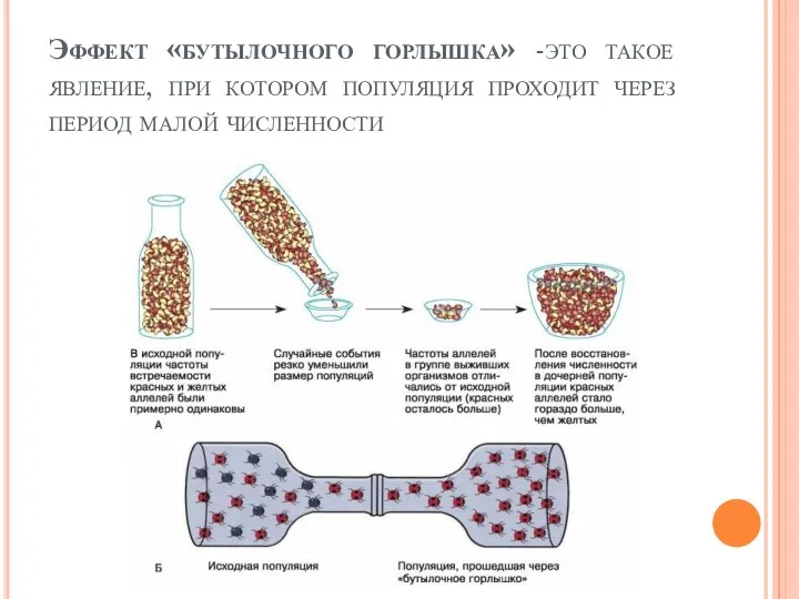 Эффект «бутылочного горлышка» -это такое явление, при котором популяция проходит через период малой численности