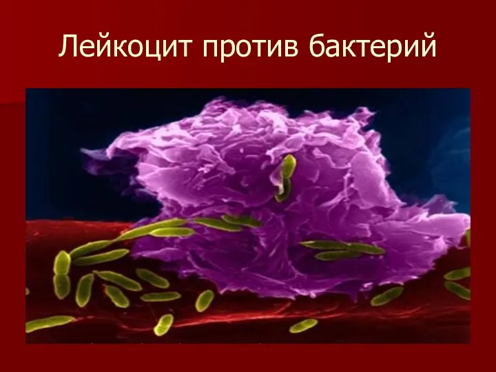 Лейкоцит против бактерий