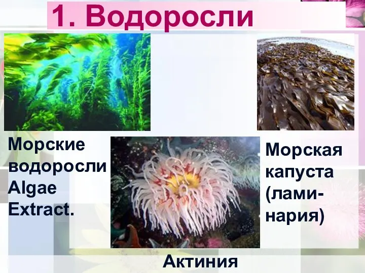 1. Водоросли Актиния Морские водоросли Algae Extract. Морская капуста (лами- нария)