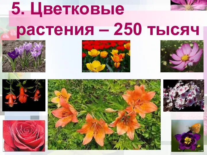 5. Цветковые растения – 250 тысяч