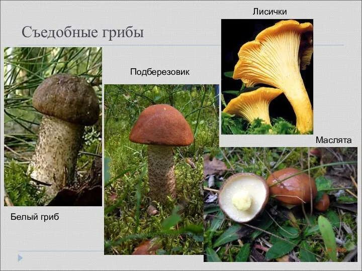 Съедобные грибы Белый гриб Подберезовик Лисички Маслята