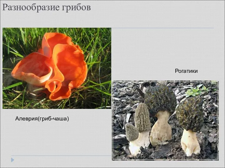 Разнообразие грибов Алеврия(гриб-чаша) Рогатики