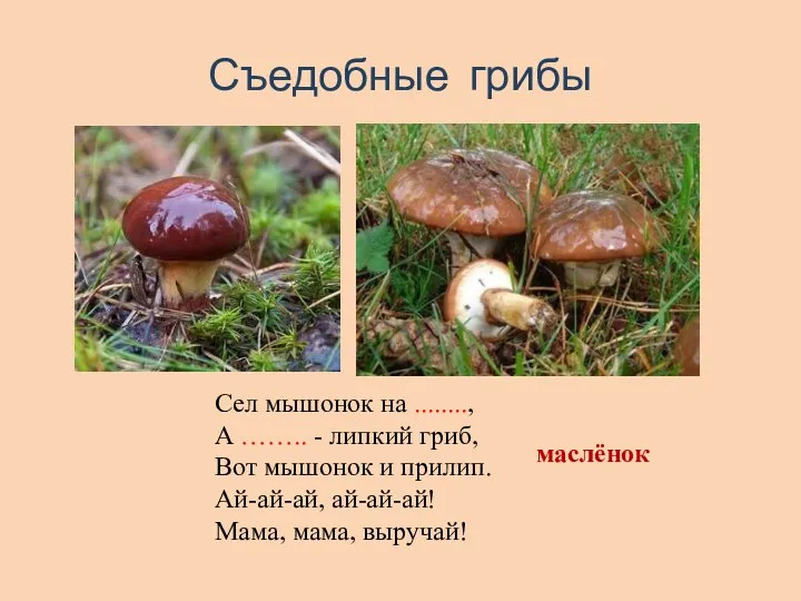 Съедобные грибы Сел мышонок на ........, А …….. - липкий