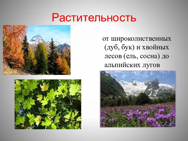 Растительность от широколиственных (дуб, бук) и хвойных лесов (ель, сосна) до альпийских лугов