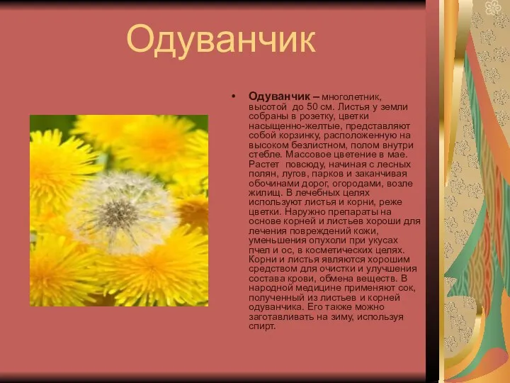 Одуванчик Одуванчик – многолетник, высотой до 50 см. Листья у земли собраны в