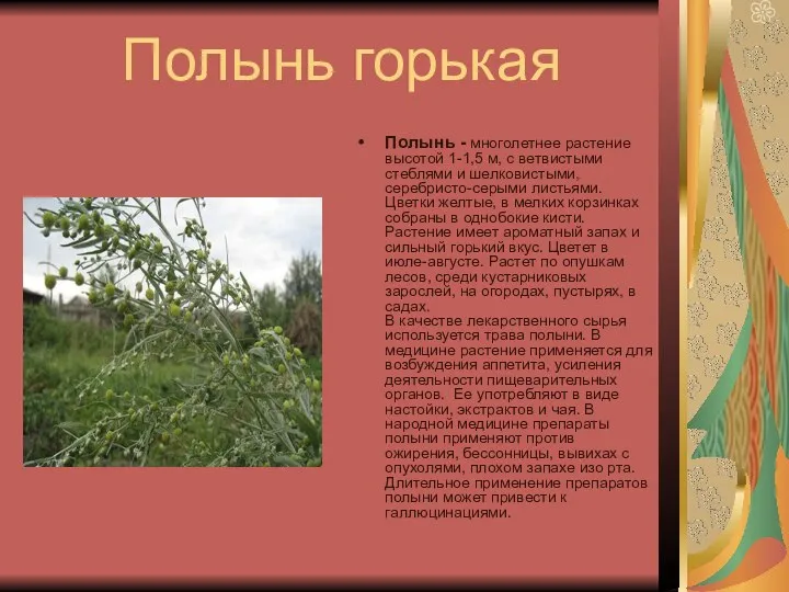 Полынь горькая Полынь - многолетнее растение высотой 1-1,5 м, с