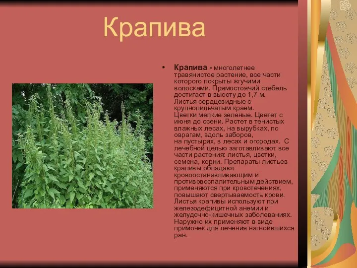 Крапива Крапива - многолетнее травянистое растение, все части которого покрыты жгучими волосками. Прямостоячий