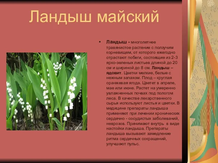 Ландыш майский Ландыш - многолетнее травянистое растение с ползучим корневищем, от которого ежегодно