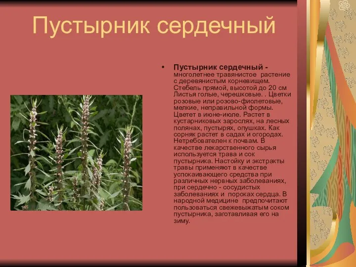 Пустырник сердечный Пустырник сердечный - многолетнее травянистое растение с деревянистым корневищем. Стебель прямой,