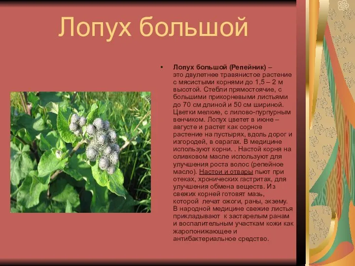 Лопух большой Лопух большой (Репейник) – это двулетнее травянистое растение с мясистыми корнями