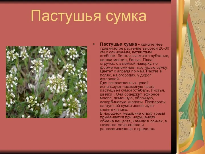 Пастушья сумка Пастушья сумка - однолетнее травянистое растение высотой 20-30