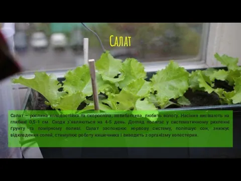 Салат Cалат – рослина холодостійка та скороспіла, невибаглива, любить вологу. Насіння висівають на