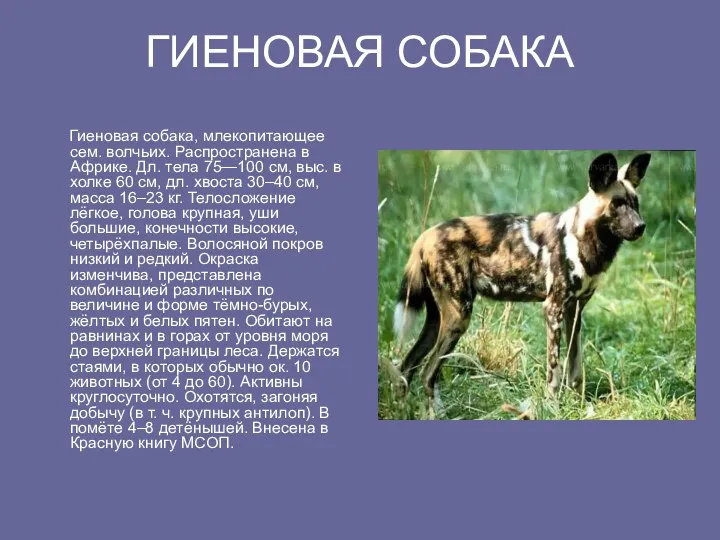 ГИЕНОВАЯ СОБАКА Гиеновая собака, млекопитающее ceм. волчьих. Распространена в Африке.