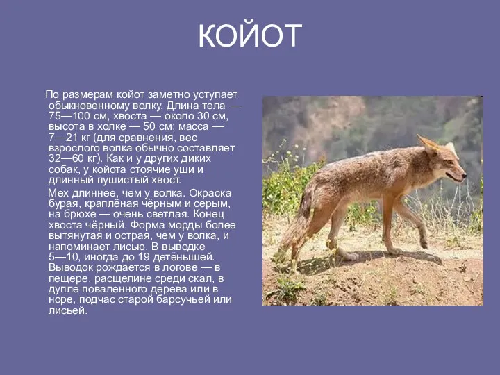 КОЙОТ По размерам койот заметно уступает обыкновенному волку. Длина тела