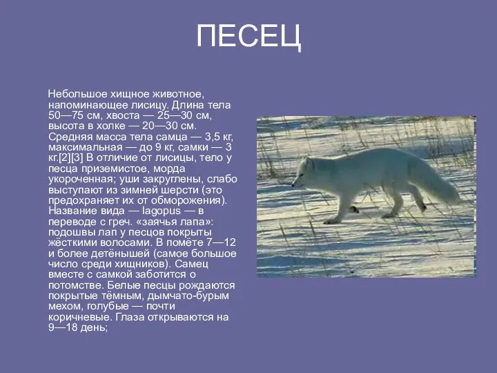 ПЕСЕЦ Небольшое хищное животное, напоминающее лисицу. Длина тела 50—75 см,