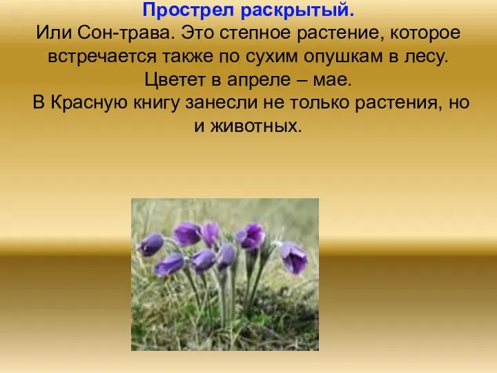 Прострел раскрытый. Или Сон-трава. Это степное растение, которое встречается также