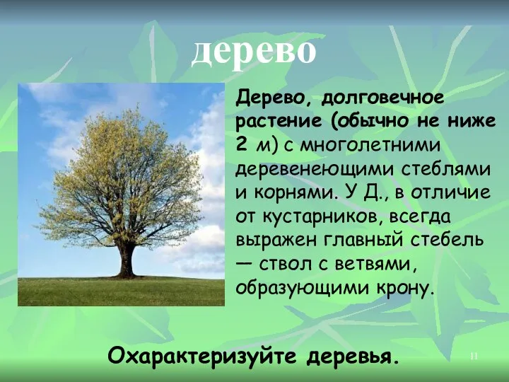 дерево Охарактеризуйте деревья. Дерево, долговечное растение (обычно не ниже 2