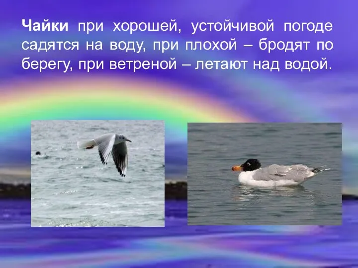 Чайки при хорошей, устойчивой погоде садятся на воду, при плохой