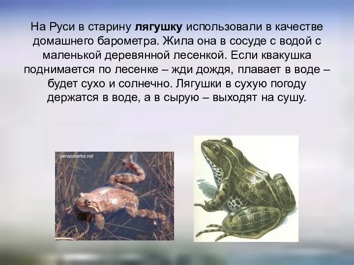 На Руси в старину лягушку использовали в качестве домашнего барометра.
