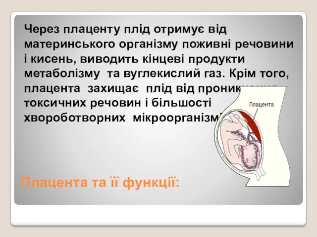 Плацента та її функції: Через плаценту плід отримує від материнського