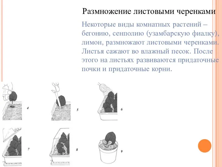 Размножение листовыми черенками Некоторые виды комнатных растений – бегонию, сенполию