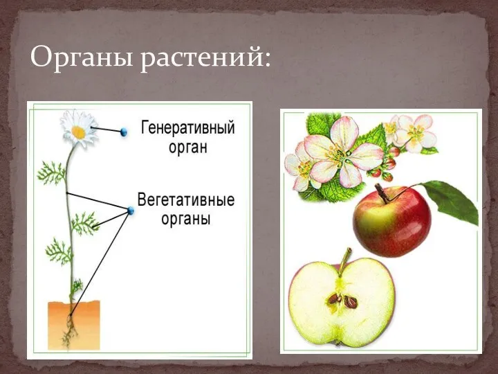 Органы растений: