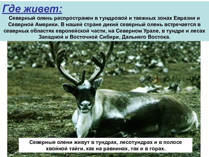 Где живет: Северный олень распространен в тундровой и таежных зонах Евразии и Северной