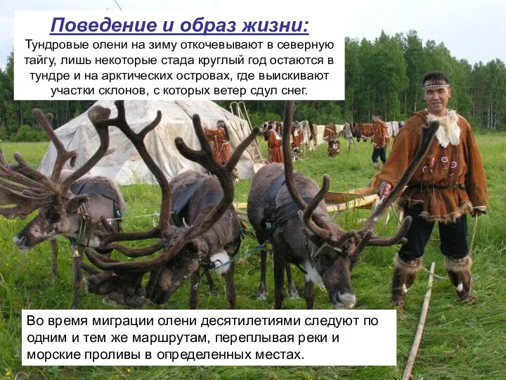 Поведение и образ жизни: Тундровые олени на зиму откочевывают в северную тайгу, лишь