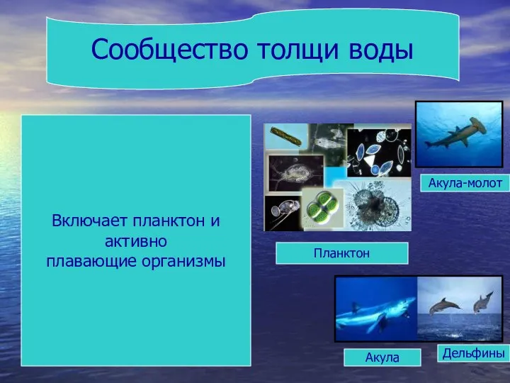 Сообщество толщи воды Акула-молот Акула Дельфины Планктон Включает планктон и активно плавающие организмы