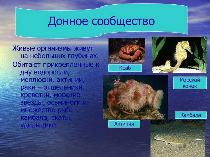 Живые организмы живут на небольших глубинах. Обитают прикрепленные к дну водоросли, моллюски, актинии,