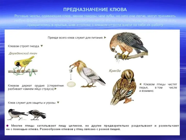 ПРЕДНАЗНАЧЕНИЕ КЛЮВА Роговые чехлы, одевающие клюв, менее тверды, чем зубы,