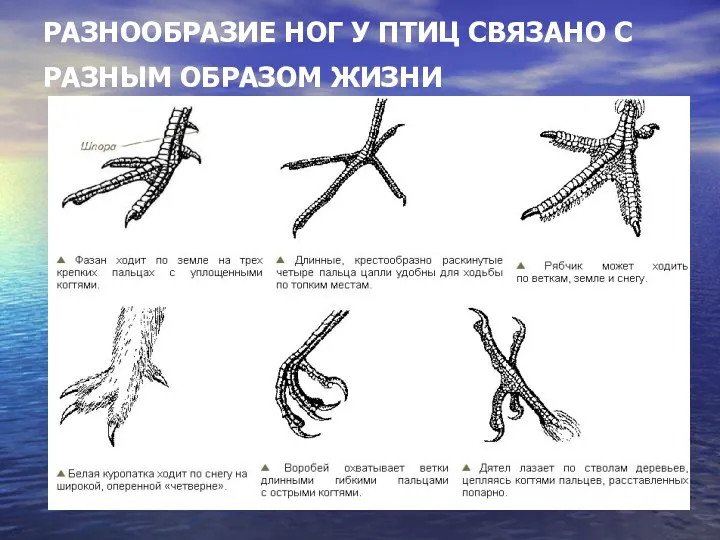 РАЗНООБРАЗИЕ НОГ У ПТИЦ СВЯЗАНО С РАЗНЫМ ОБРАЗОМ ЖИЗНИ