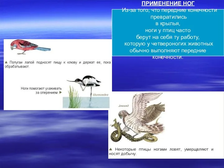 ПРИМЕНЕНИЕ НОГ Из-за того, что передние конечности превратились в крылья,