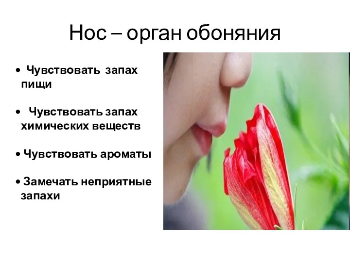 Нос – орган обоняния Чувствовать запах пищи Чувствовать запах химических веществ Чувствовать ароматы Замечать неприятные запахи