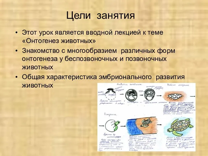 Цели занятия Этот урок является вводной лекцией к теме «Онтогенез животных» Знакомство с