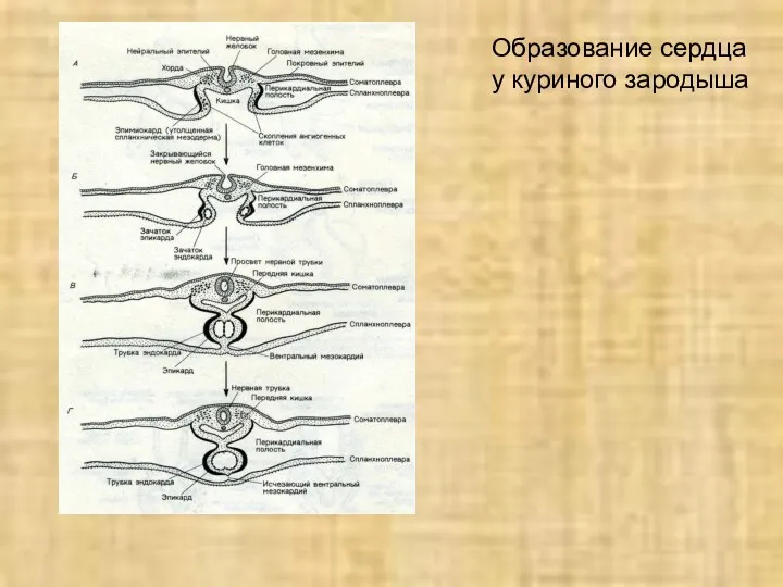 Образование сердца у куриного зародыша