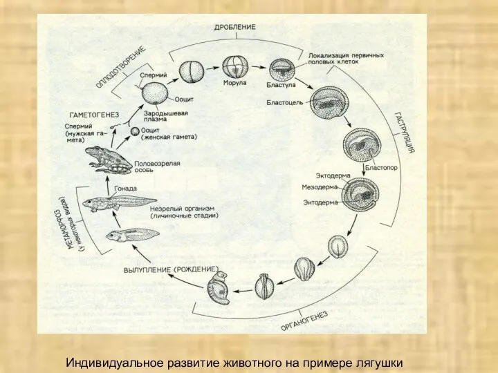 Индивидуальное развитие животного на примере лягушки