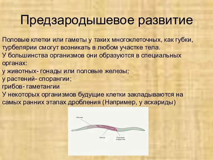 Предзародышевое развитие Половые клетки или гаметы у таких многоклеточных, как губки, турбелярии смогут