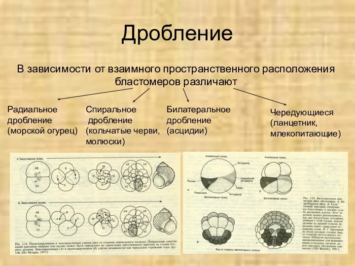 Дробление В зависимости от взаимного пространственного расположения бластомеров различают Радиальное