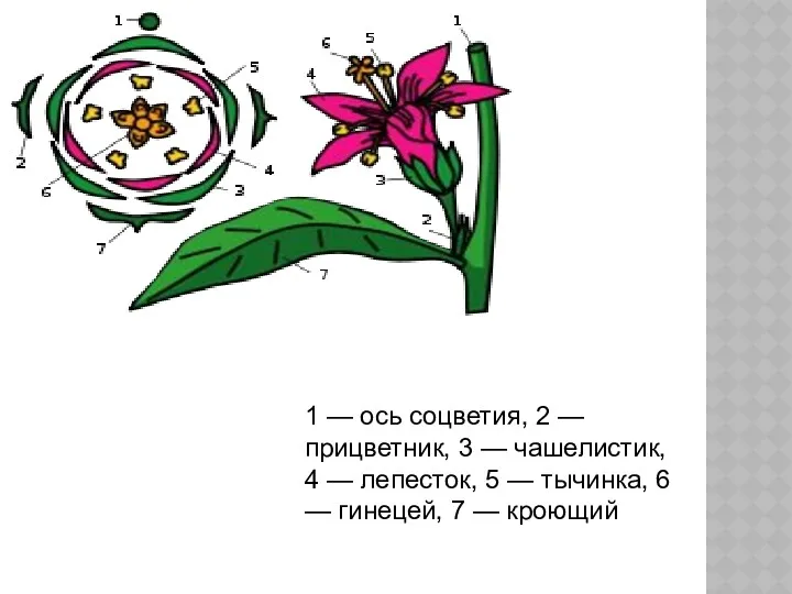 1 — ось соцветия, 2 — прицветник, 3 — чашелистик,