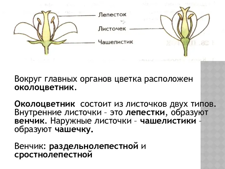 Вокруг главных органов цветка расположен околоцветник. Околоцветник состоит из листочков