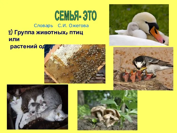 3) Группа животных, птиц или растений одного вида