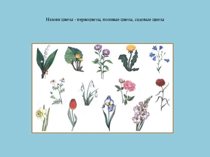 Назови цветы - первоцветы, полевые цветы, садовые цветы