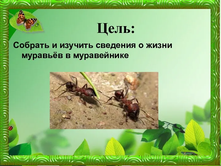 Цель: Собрать и изучить сведения о жизни муравьёв в муравейнике