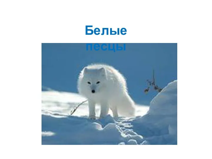 Белые песцы