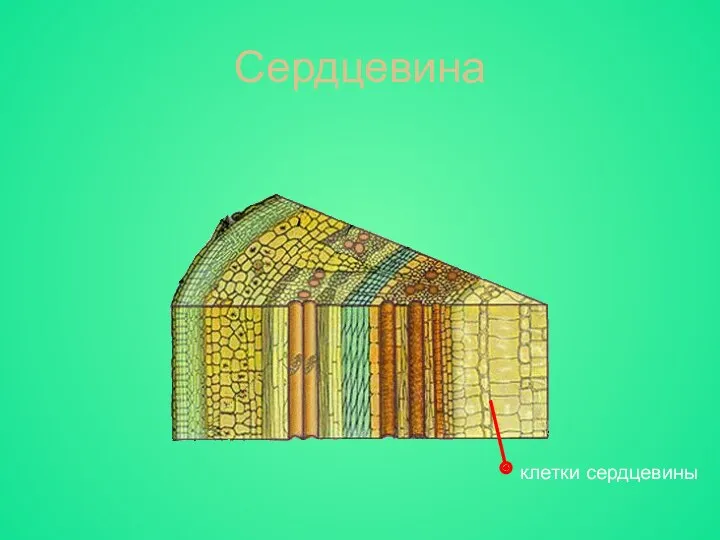 Сердцевина