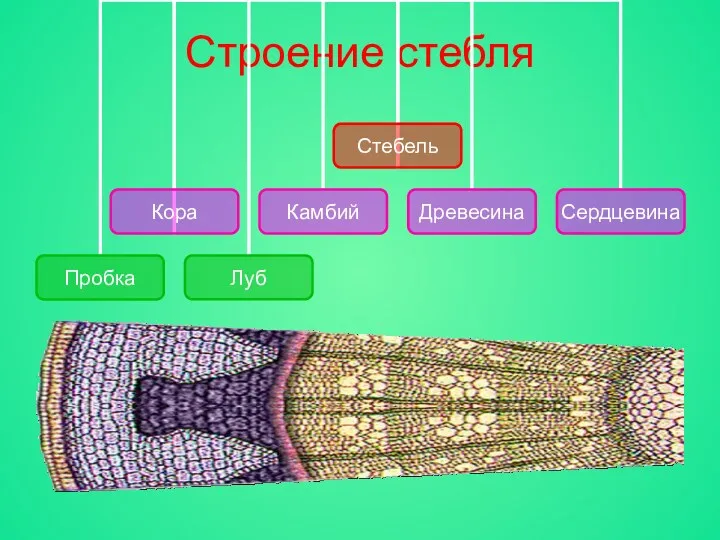 Строение стебля