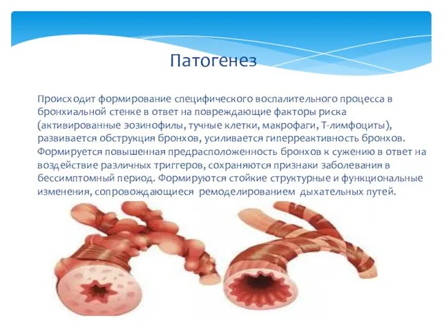 Происходит формирование специфического воспалительного процесса в бронхиальной стенке в ответ